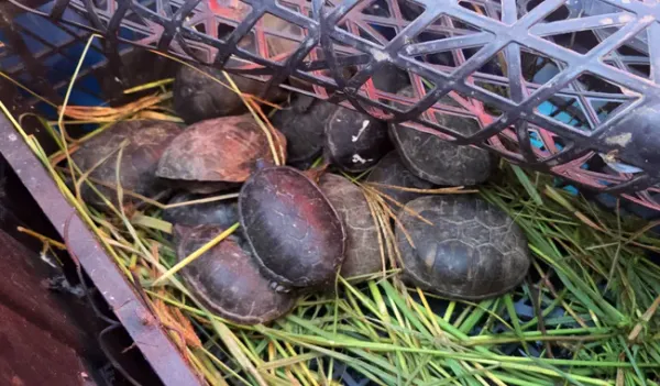 Aseguran 95 ejemplares de fauna silvestre protegida en carretera de Chihuahua; hay dos detenidos
