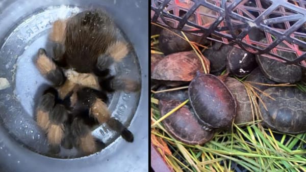 Aseguran 75 tarántulas y 20 tortugas protegidas en camión de pasajeros en Chihuahua