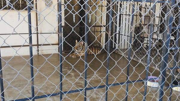 Profepa asegura dos tigres de Bengala hallados en un domicilio particular de Mazatlán